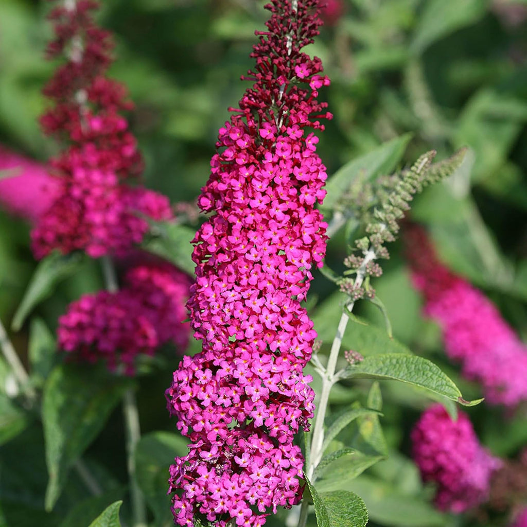 2 Gal Buddleia I757555