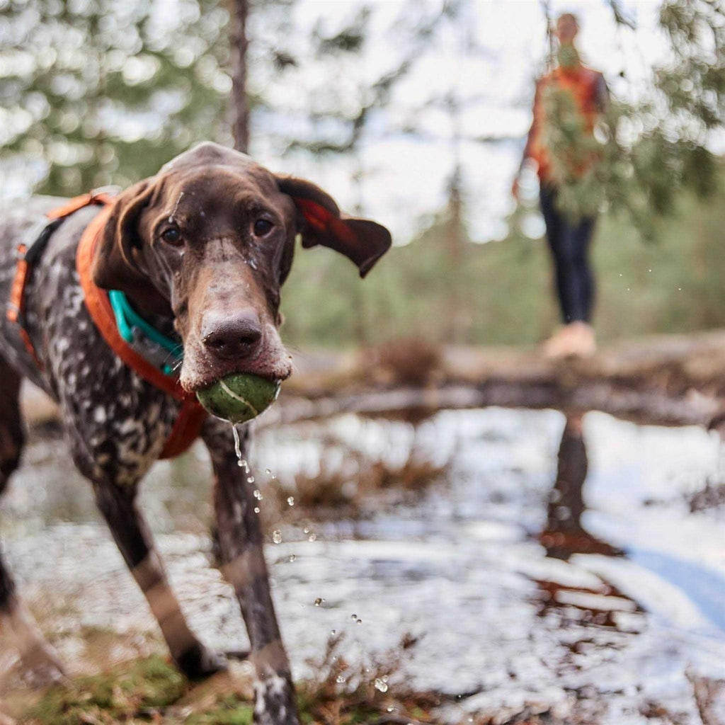 Casual Dog Y-harness ECO Q228