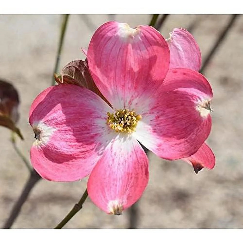 8" -12" Dogwood Tree Q693