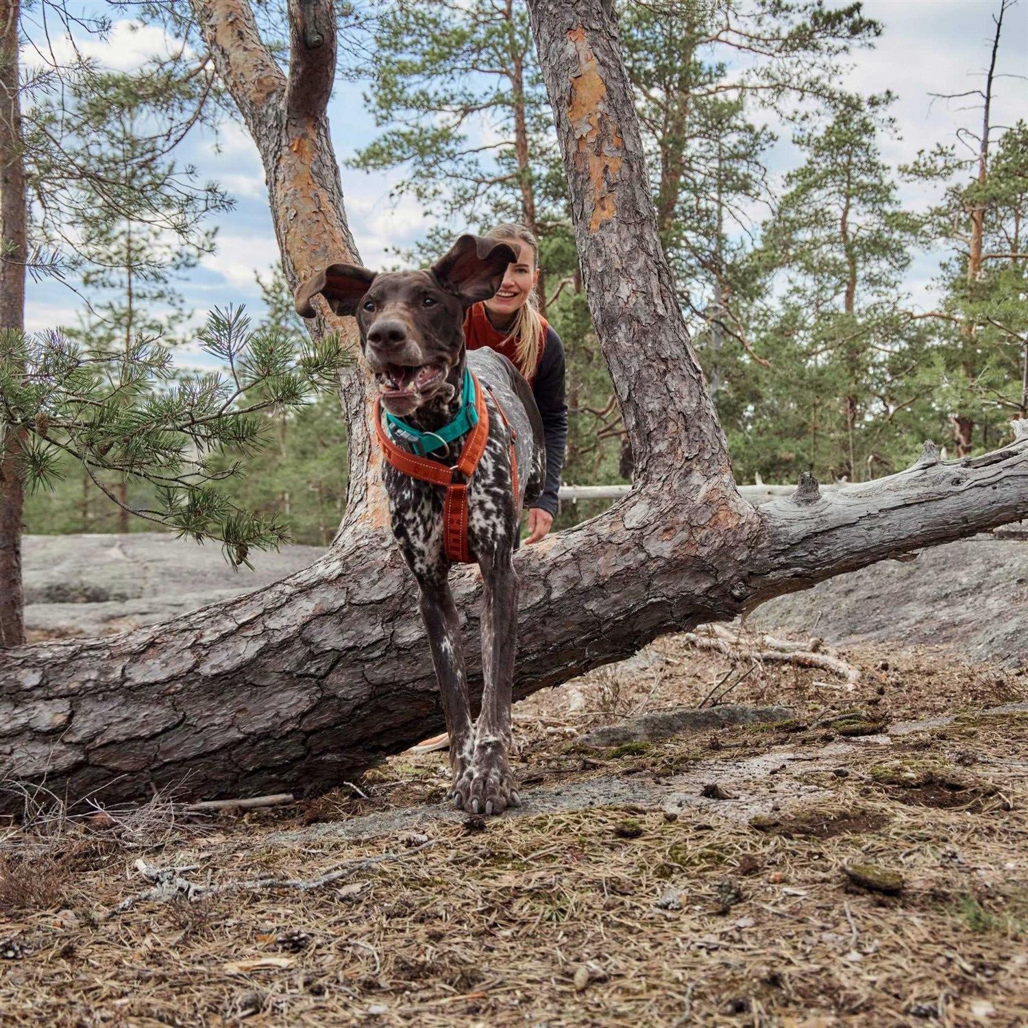 Casual Dog Y-harness ECO Q228