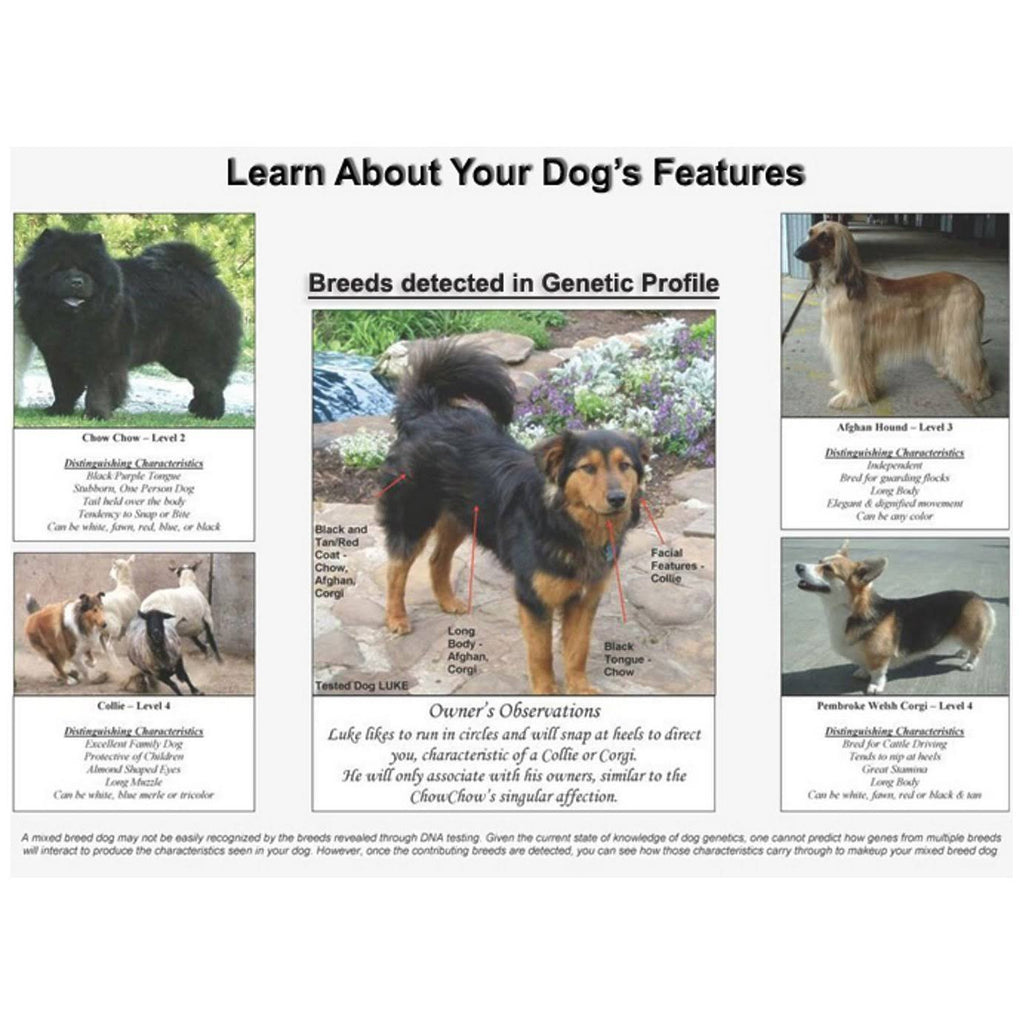 Dog DNA Test Kit I737010