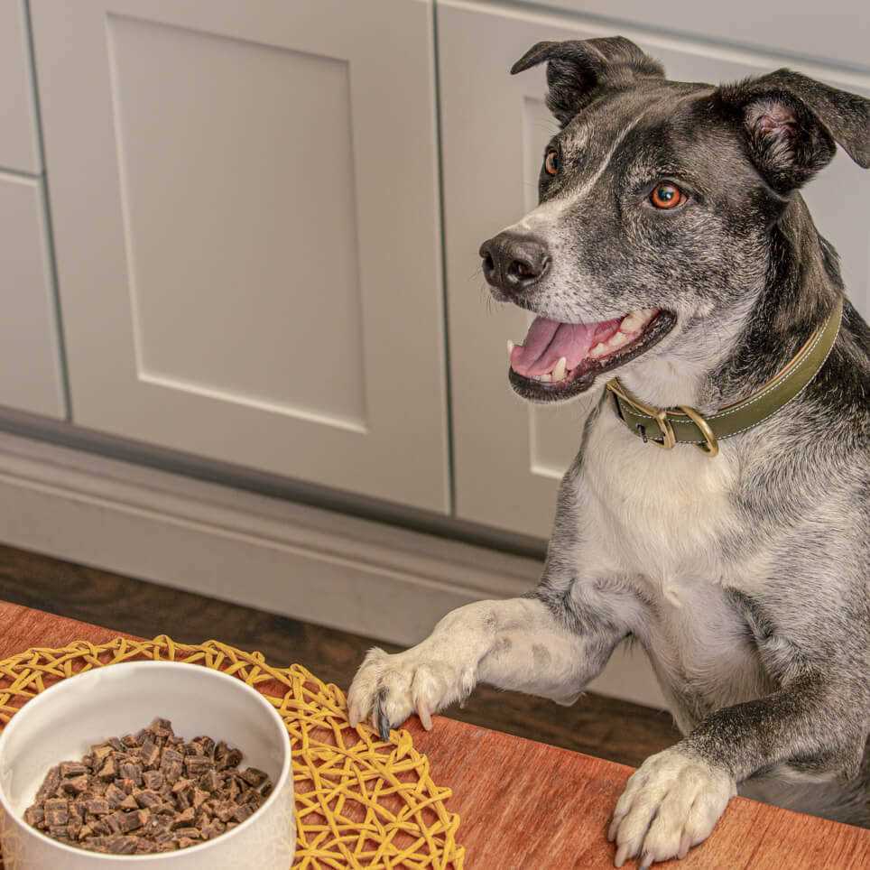Air Dried Chicken Dog Food N3586