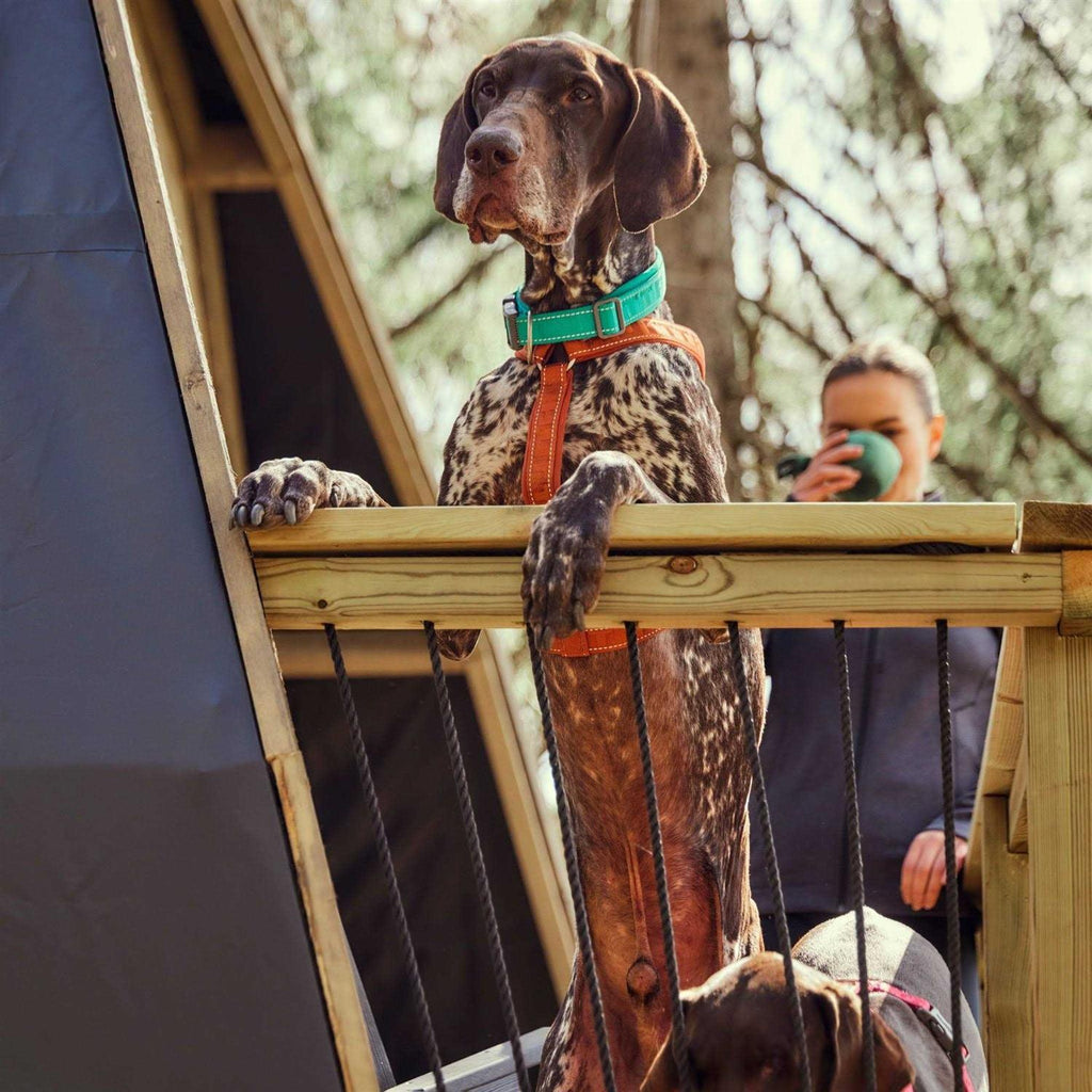 Casual Dog Y-harness ECO Q228