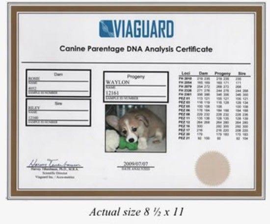 Dog DNA Test Kit I737010