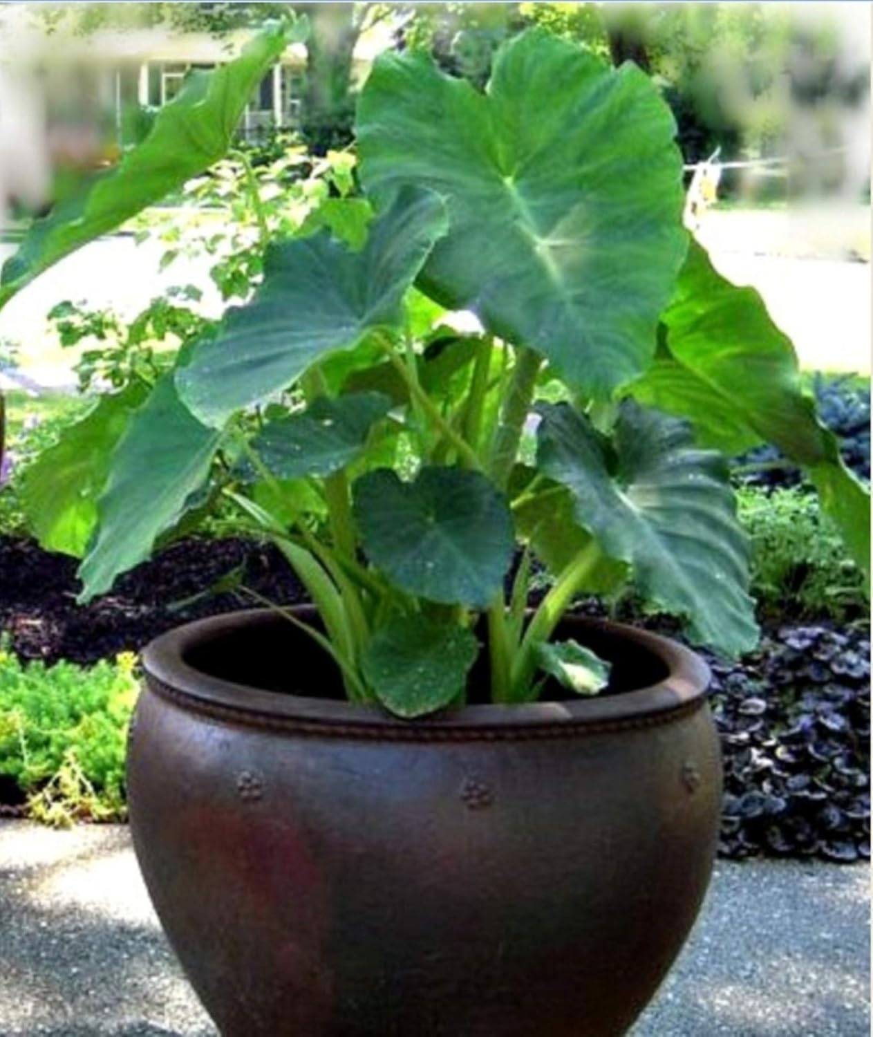 5 Beautiful Elephant Ear Colocasia Esculenta Tropical Plant Bulbs I513
