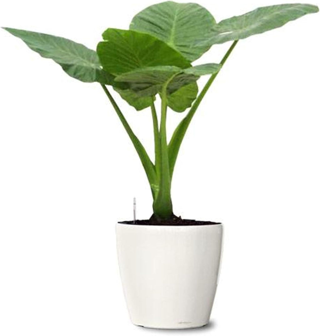 5 Beautiful Elephant Ear Colocasia Esculenta Tropical Plant Bulbs I513