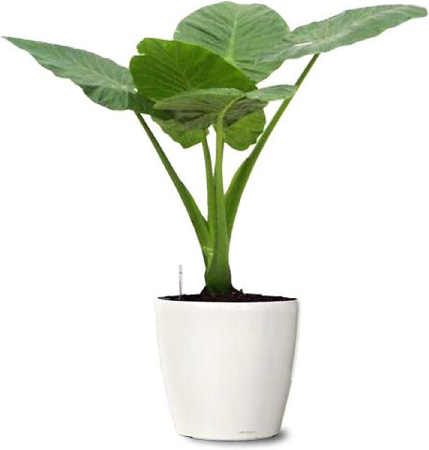 5 Beautiful Elephant Ear Colocasia Esculenta Tropical Plant Bulbs I513
