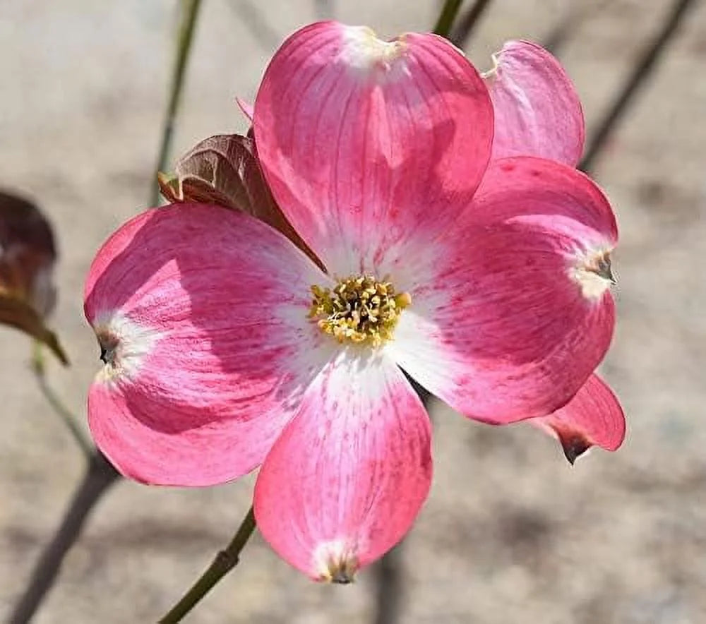 8" -12" Dogwood Tree Q693