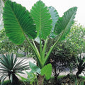 1 Large Bulb Giant Elephant Ears Q5948