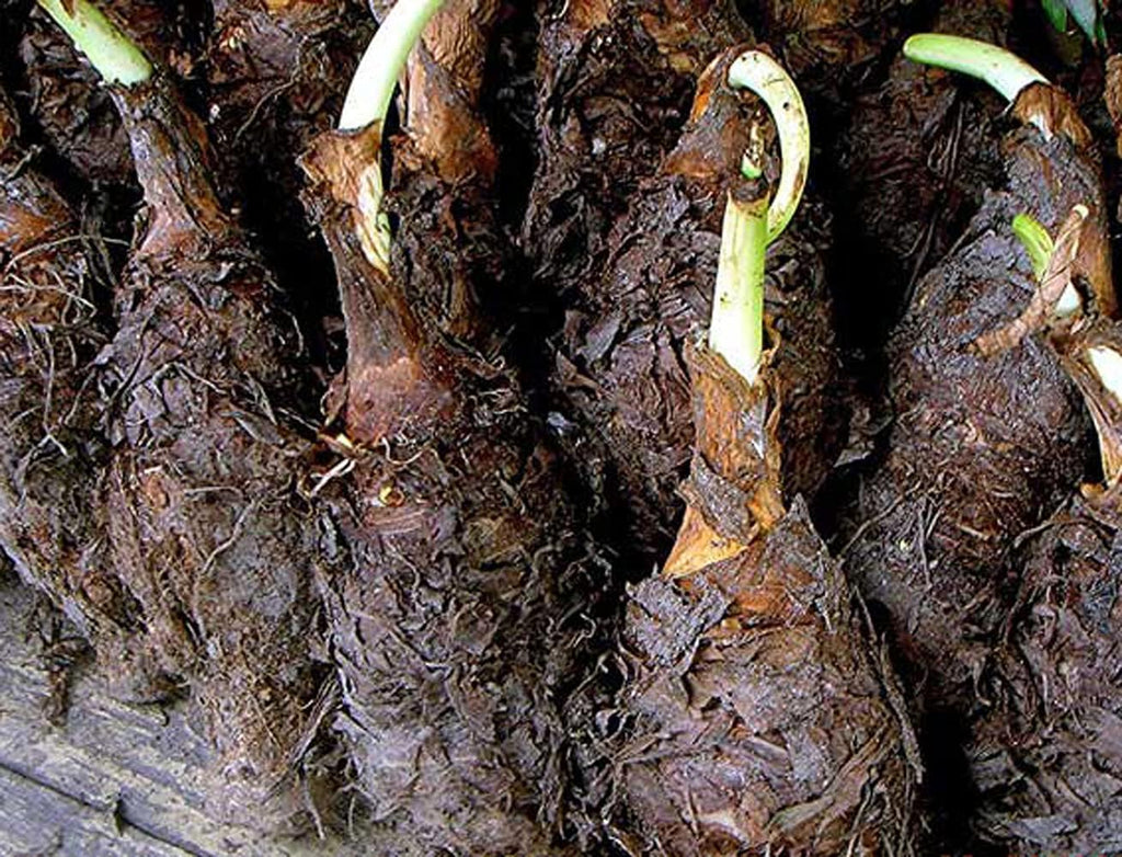 1 Large Bulb Giant Elephant Ears Q5948