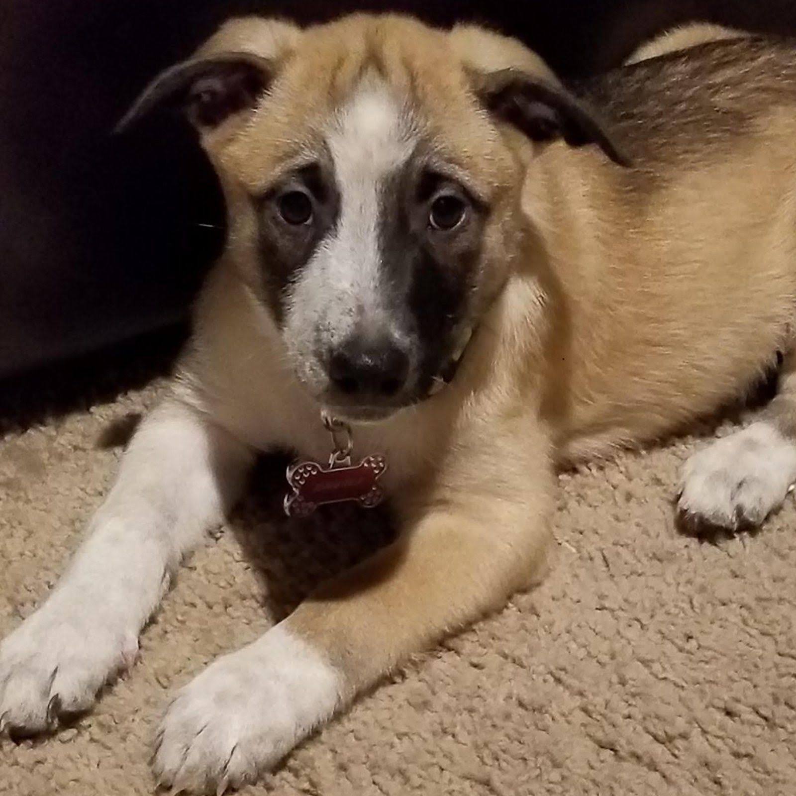 Dog DNA Test Kit I737010