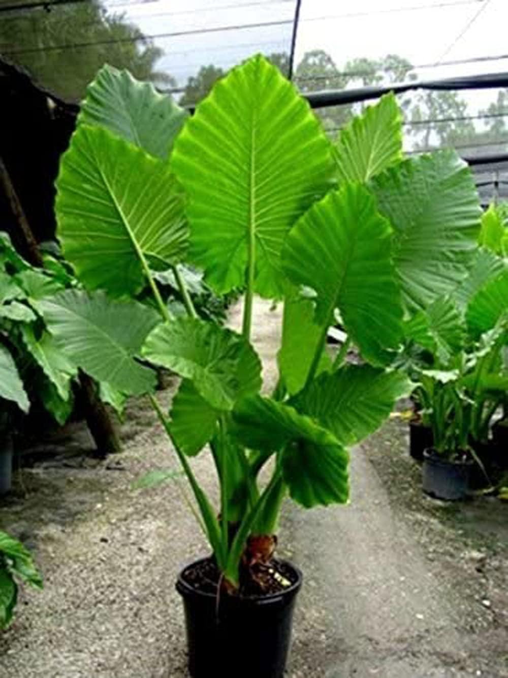 1 Large Bulb Giant Elephant Ears Q5948