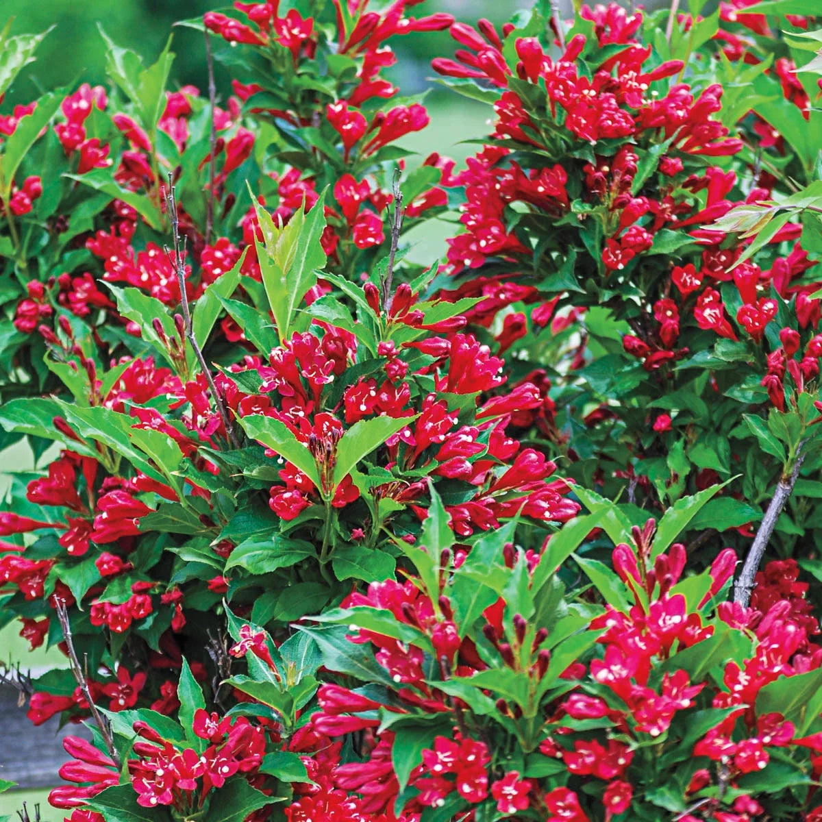 1 gallon Deciduous Flowering Shrub G4085