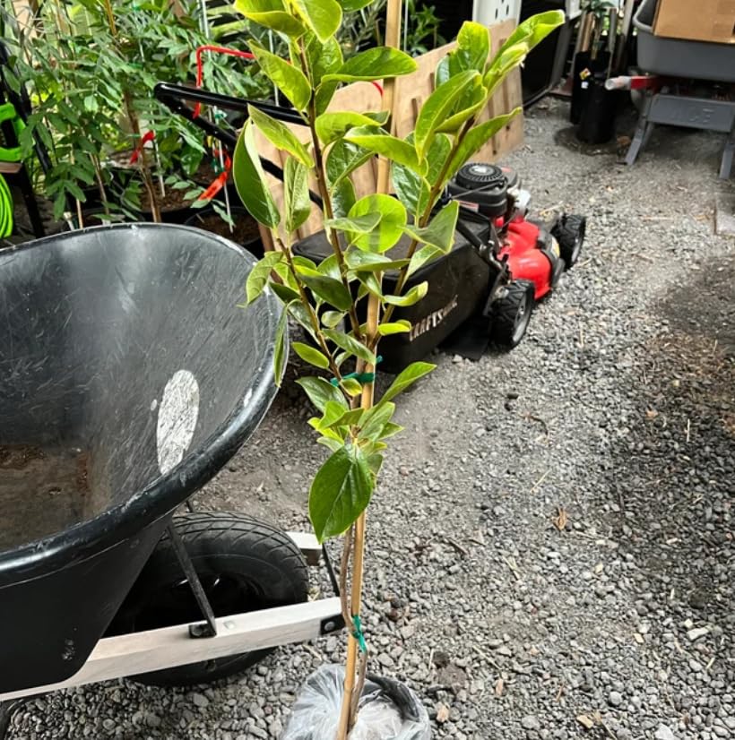 24" Tall Live Plant Grafted Gallon Pot Asian Fruit X49265
