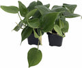 2 Plants - Heart Leaf Philodendron - 3" Pots W85263