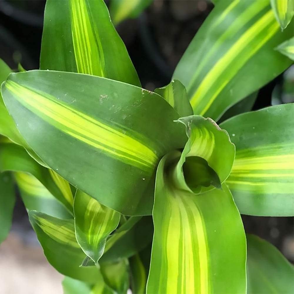 6" Pot Live Plant G9360