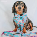 Dog Collar N951286