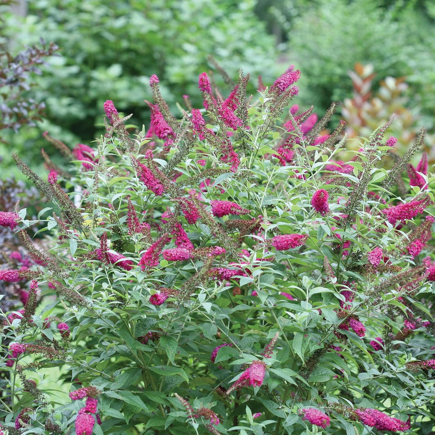 2 Gal Buddleia I757555