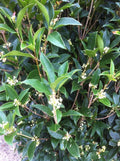 White Flowering Tea Olive I3053