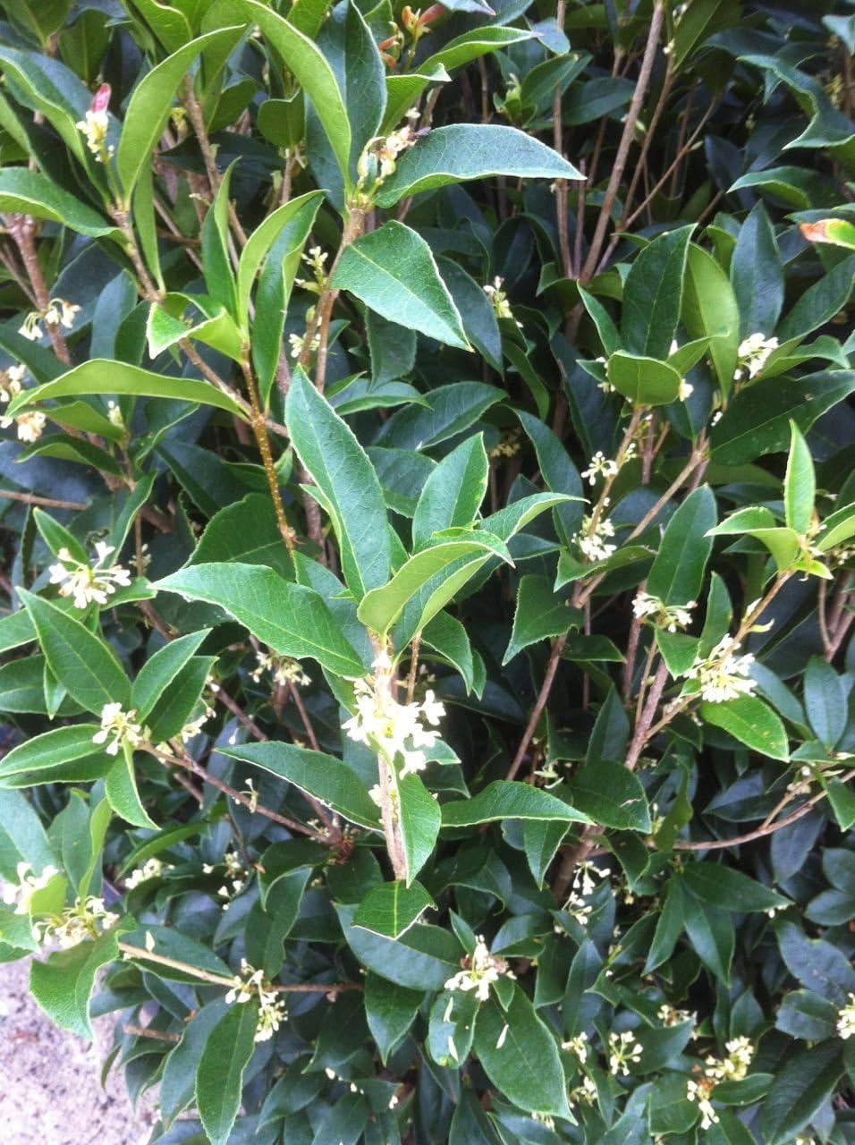 White Flowering Tea Olive I3053
