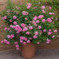 Pink Climbing Rose Plant, Starter Size W4788
