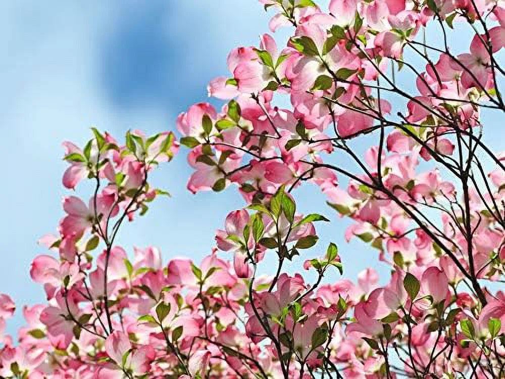8" -12" Dogwood Tree Q693