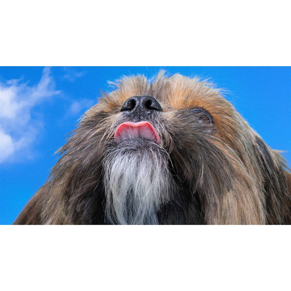 Allergy Chews for Dogs R716292