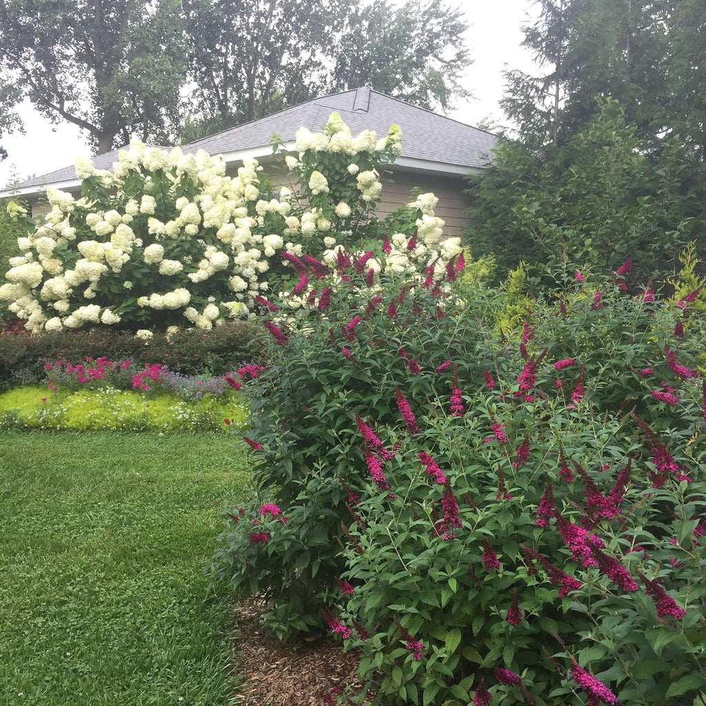 2 Gal Buddleia I757555