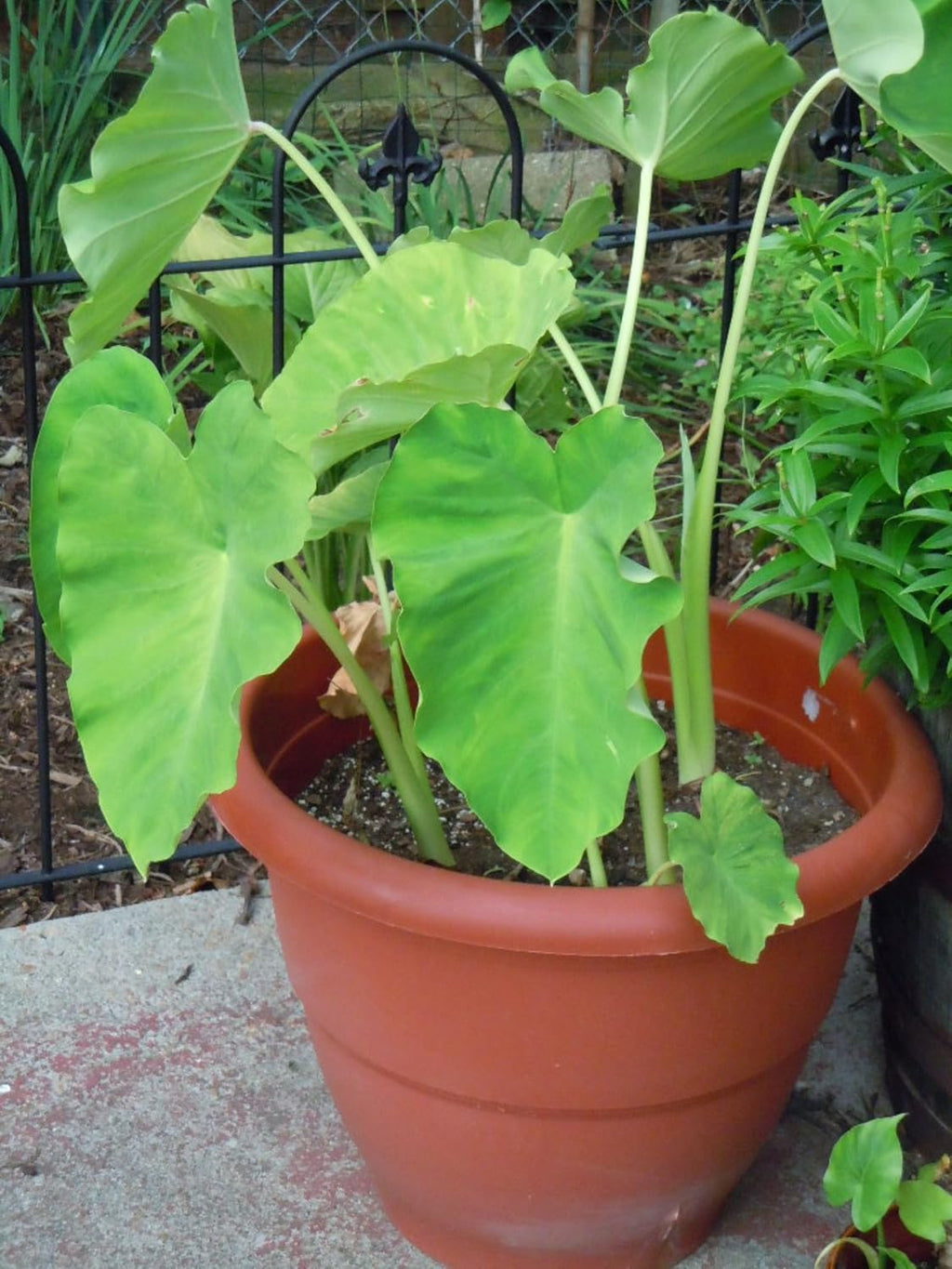 5 Beautiful Elephant Ear Colocasia Esculenta Tropical Plant Bulbs I513