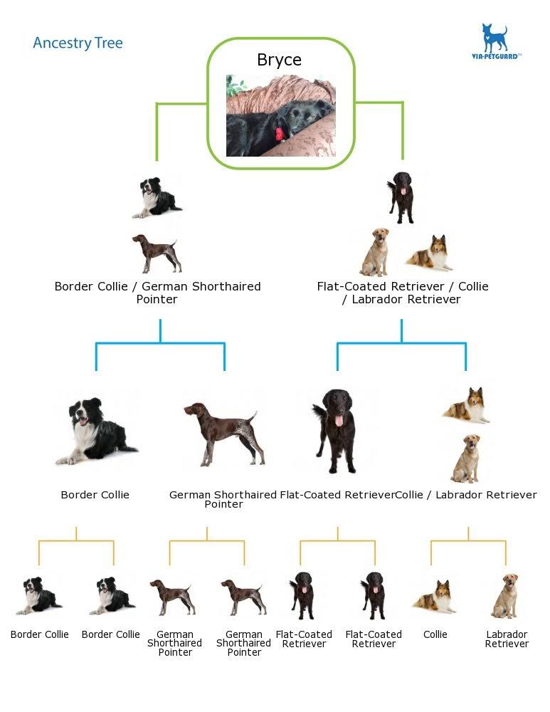 Dog DNA Test Kit I737010