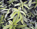 25 lbs Raw Hemp Seed T116