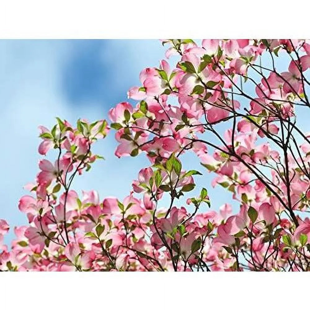 8" -12" Dogwood Tree Q693