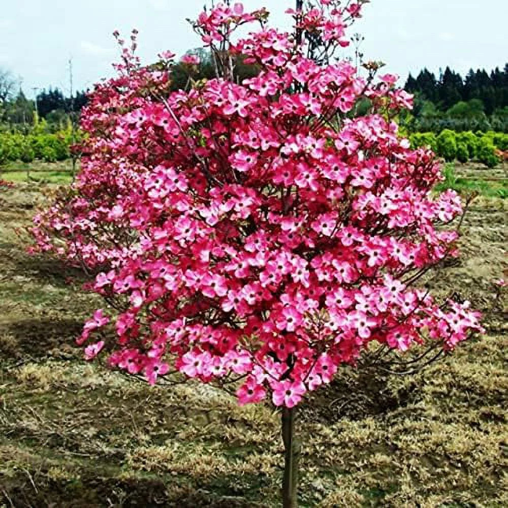 8" -12" Dogwood Tree Q693