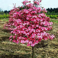 8" -12" Dogwood Tree Q693