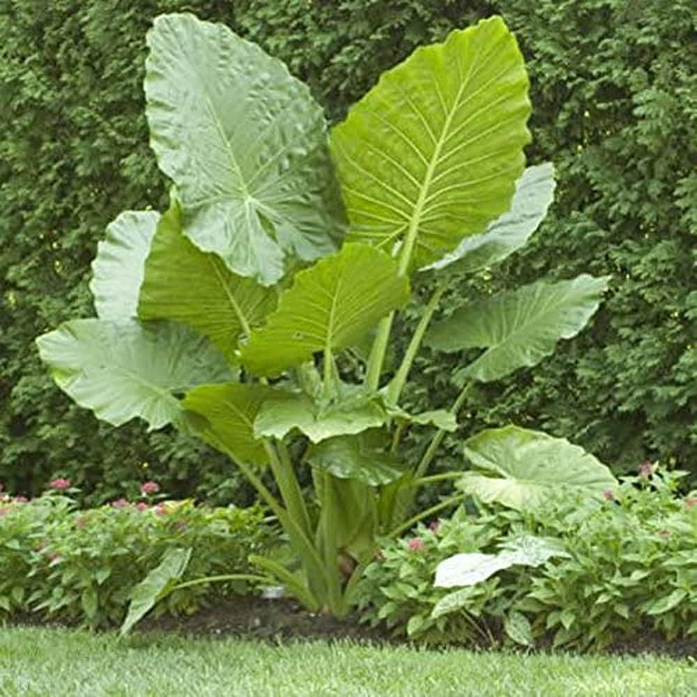 1 Large Bulb Giant Elephant Ears Q5948