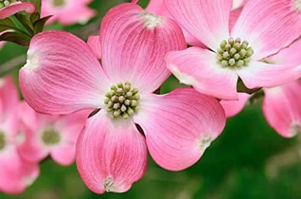8" -12" Dogwood Tree Q693