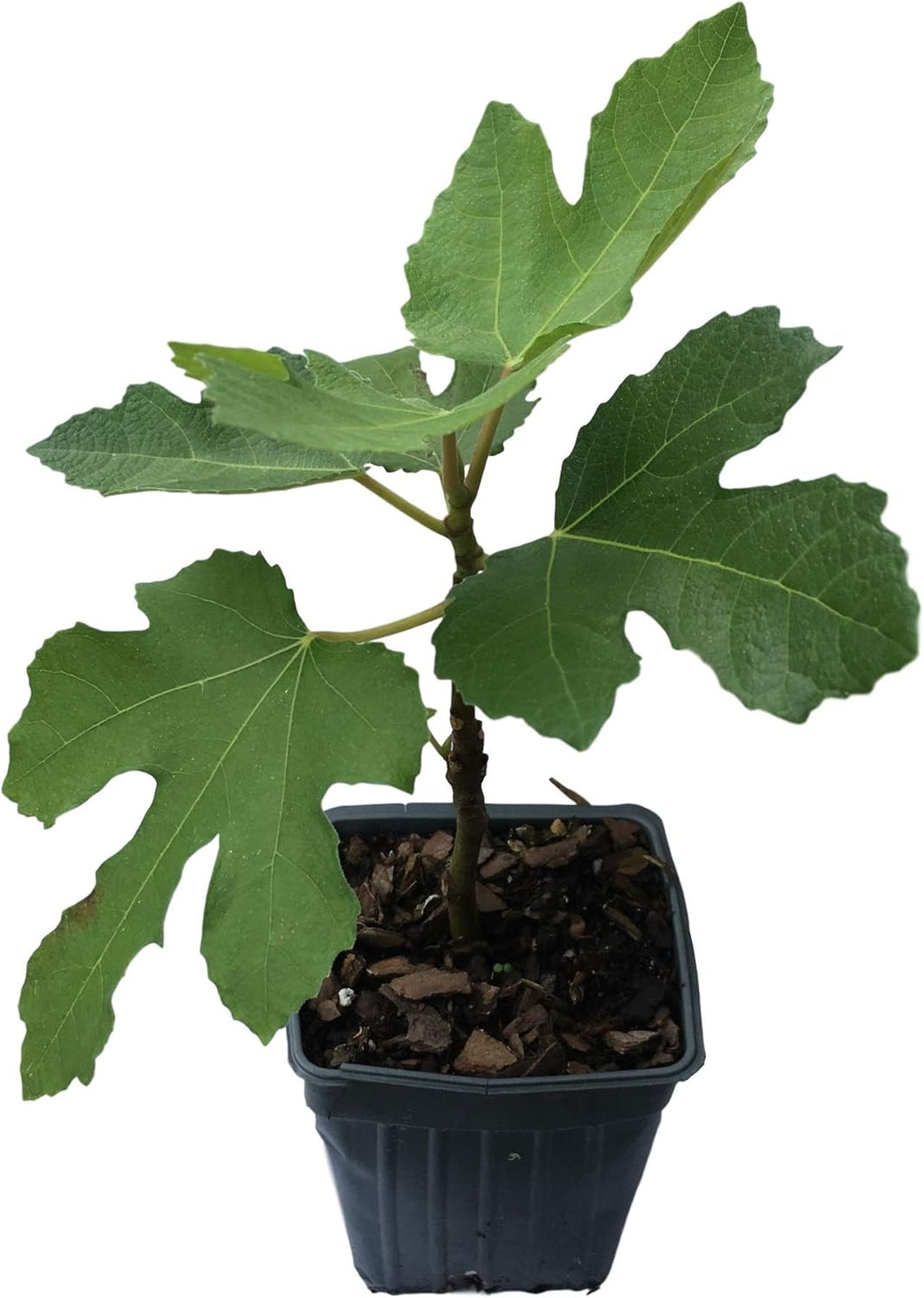 2 Brown Turkey Fig Plants in 4 Inch Containers S5393