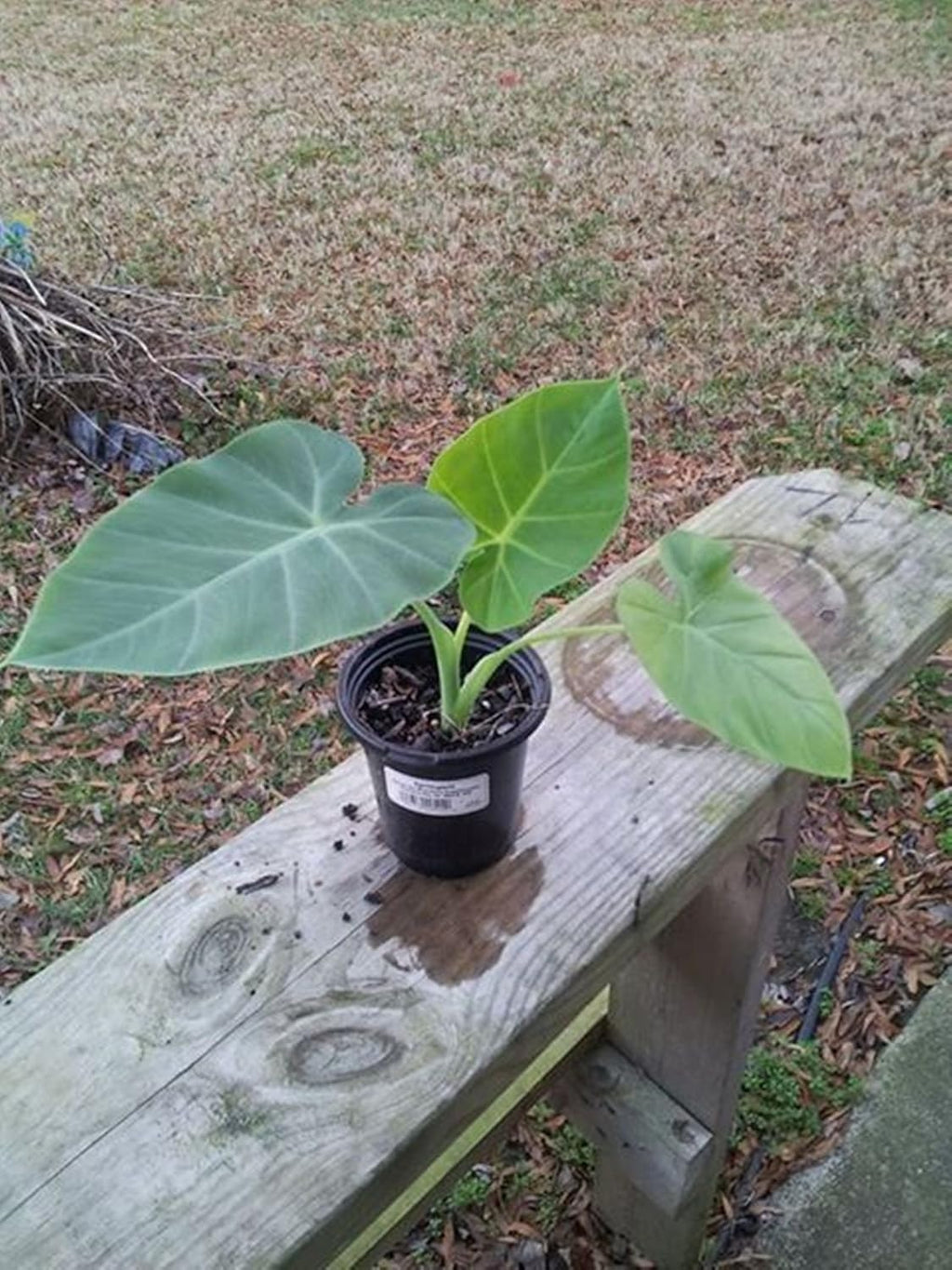 5 Beautiful Elephant Ear Colocasia Esculenta Tropical Plant Bulbs I513