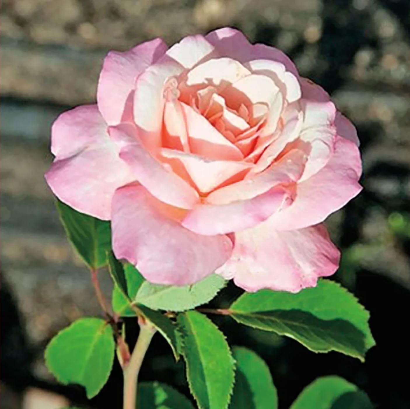 Bareroot Roses D40638