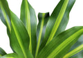 6" Pot Live Plant G9360