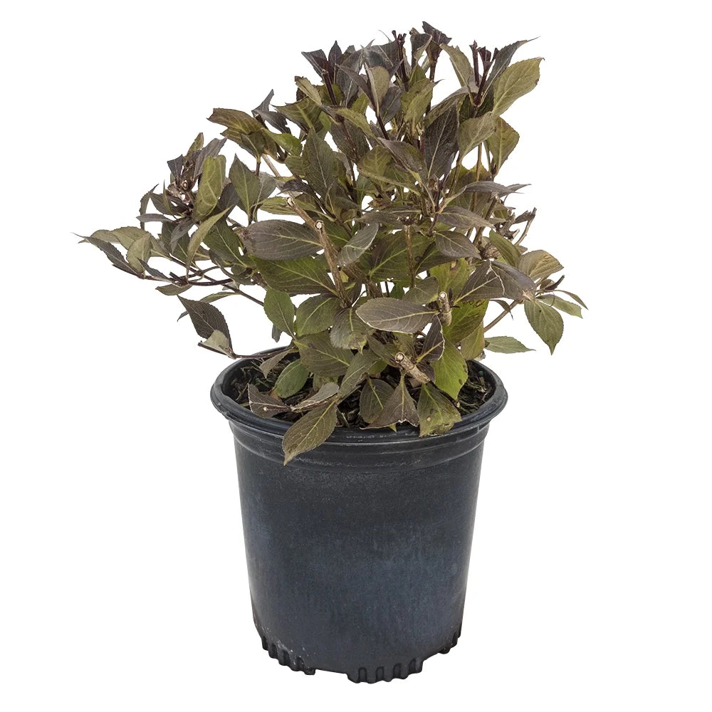 1 gallon Deciduous Flowering Shrub G4085