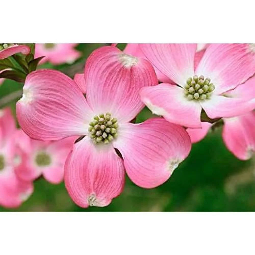 8" -12" Dogwood Tree Q693
