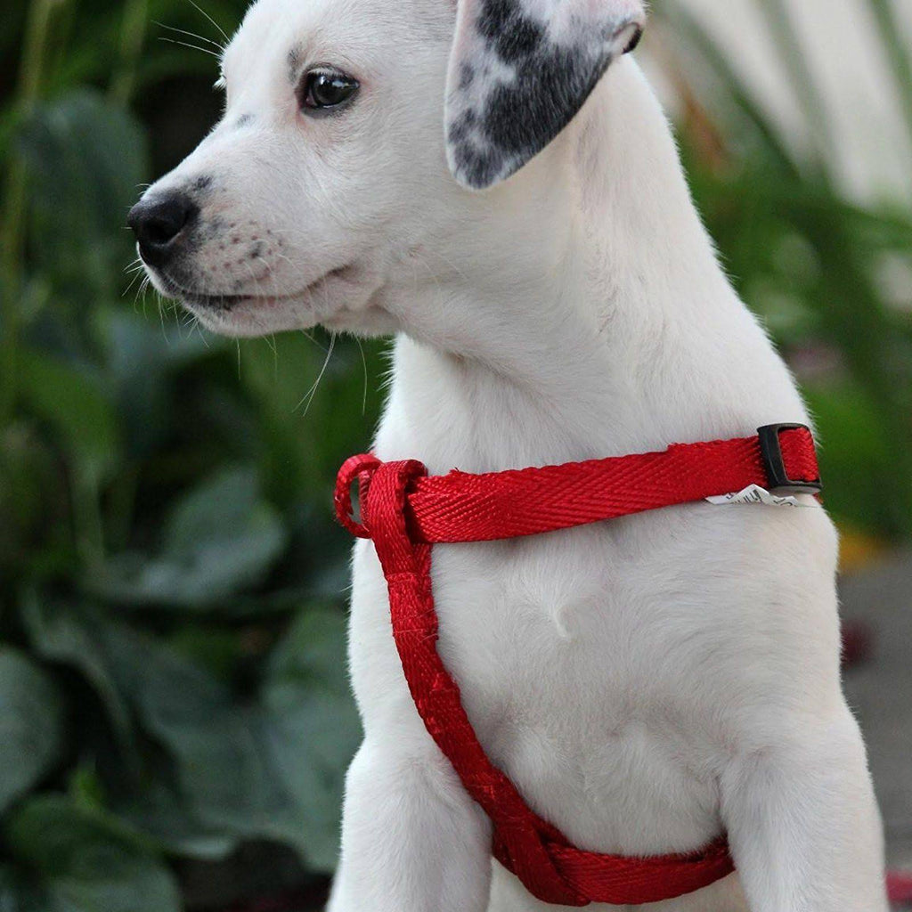 Dog DNA Test Kit I737010