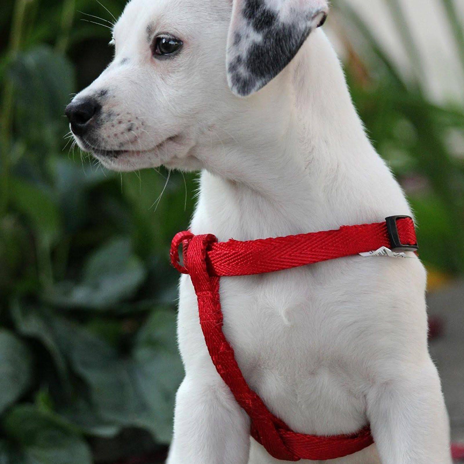 Dog DNA Test Kit I737010