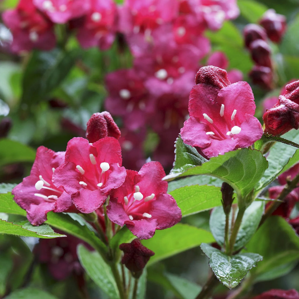 1 gallon Deciduous Flowering Shrub G4085