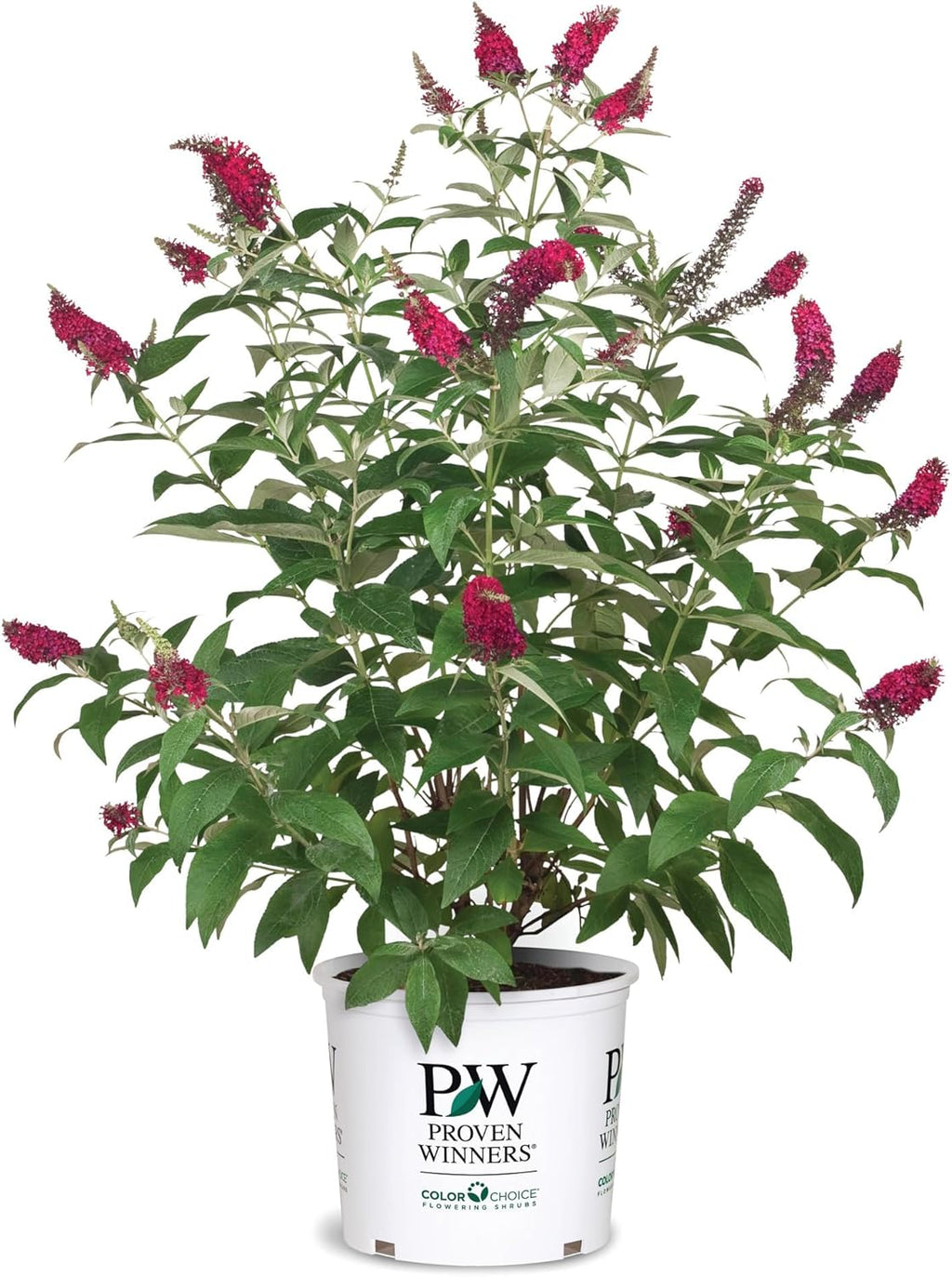 2 Gal Buddleia I757555